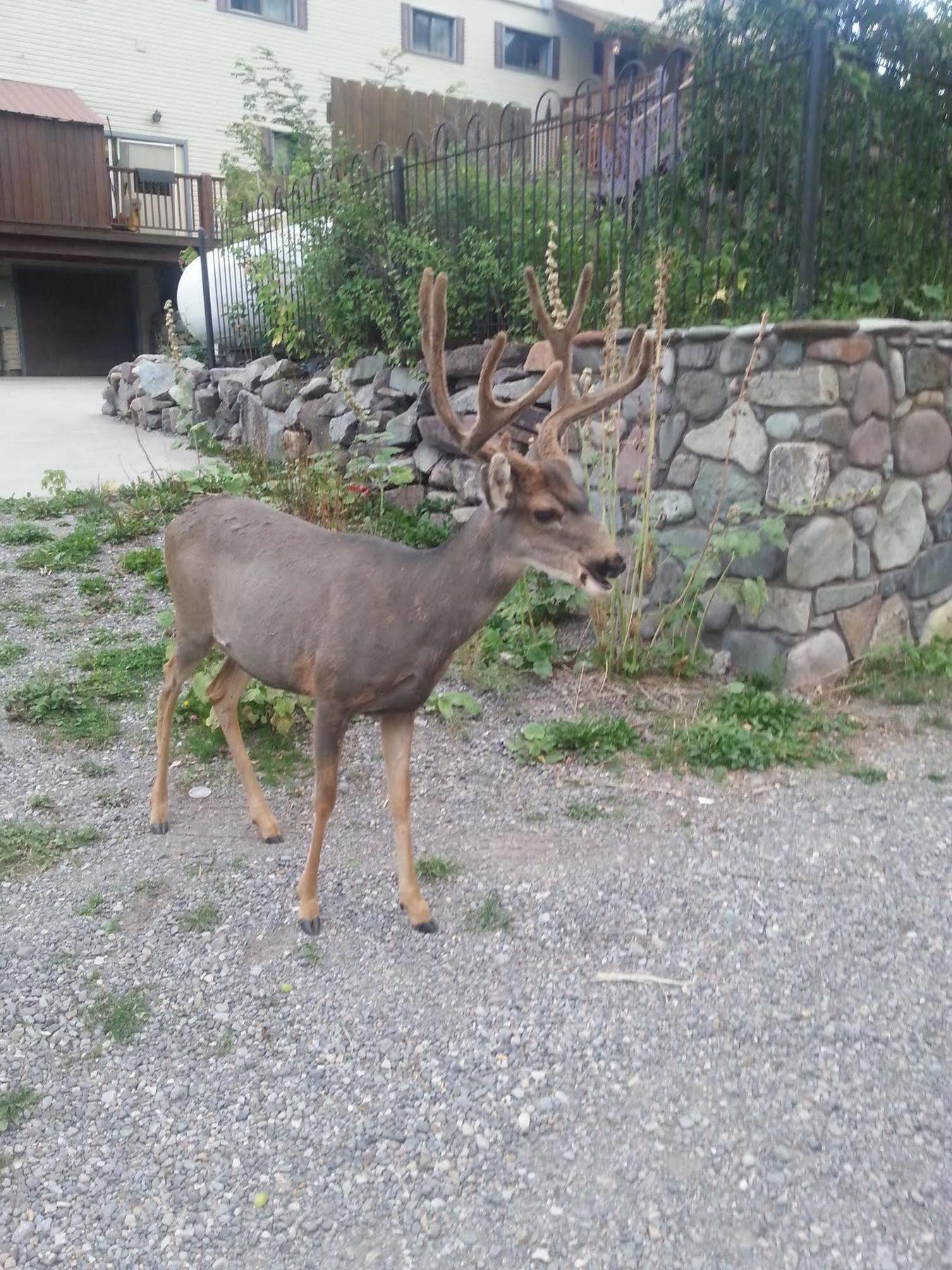 Rivers Edge Motel Lodge & Resort Ouray Dış mekan fotoğraf